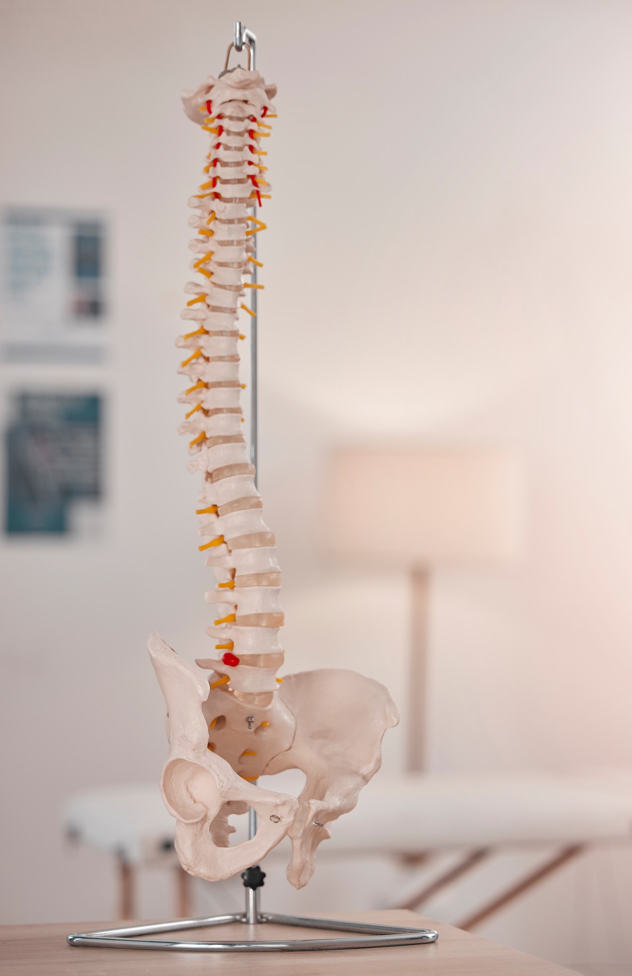 Spine model, bone and chiropractic office on table, desk or display for learning, education or advi